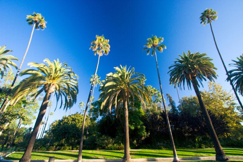 加利福尼亚棕榈树