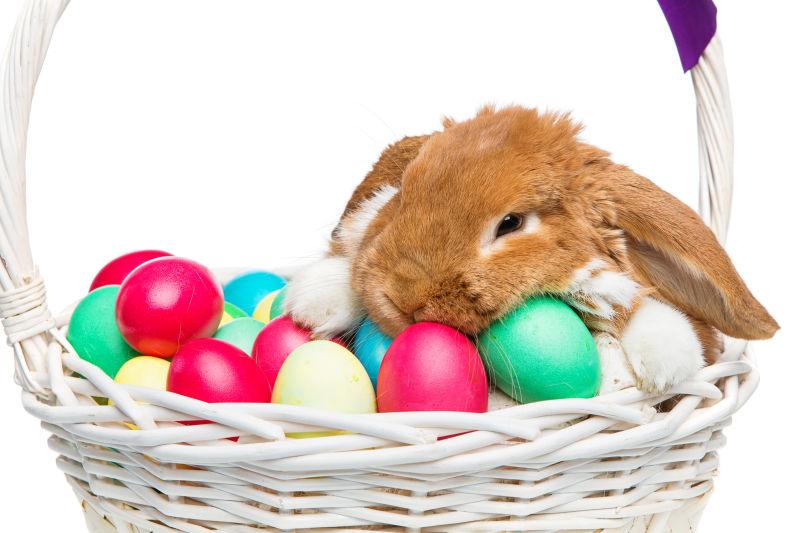 白色背景下篮子里的复活节彩蛋和兔子