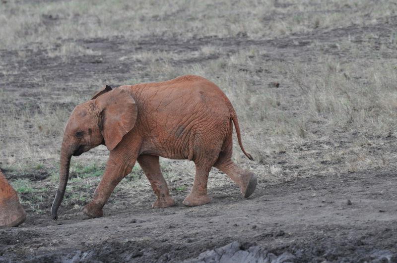 在户外野生的动物大象