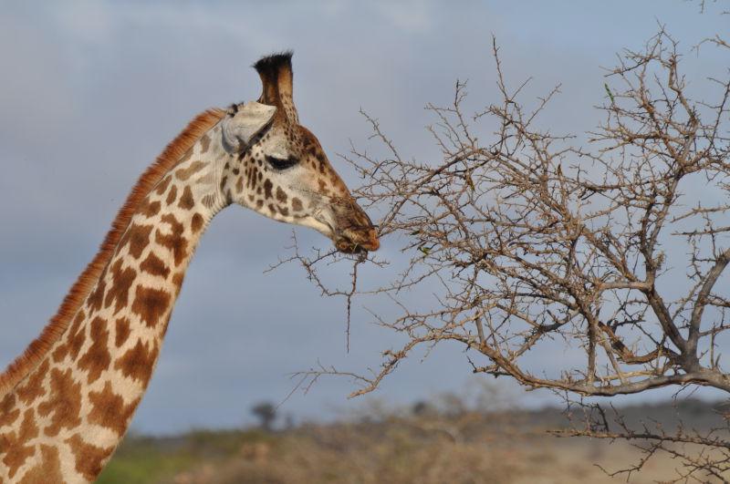 户外稀树草原的野生长颈鹿