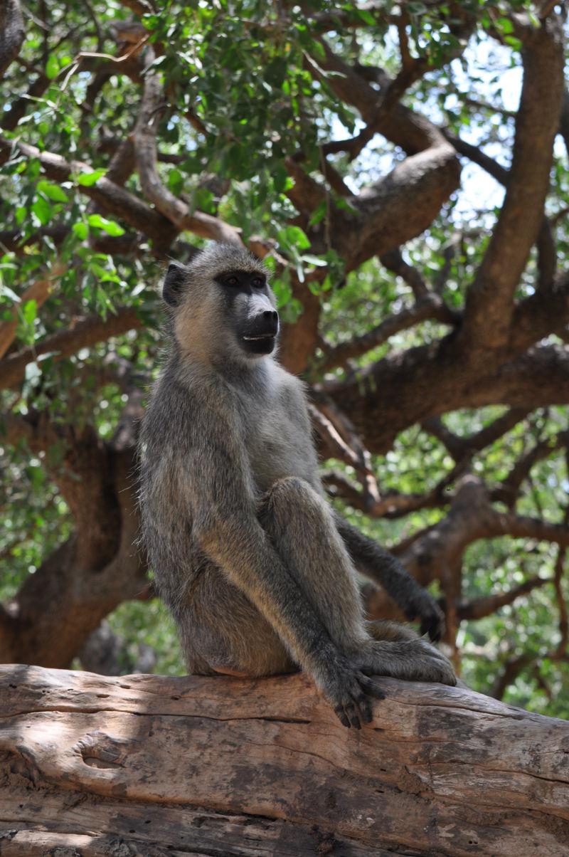 野生环境下的非洲狐猴狒狒
