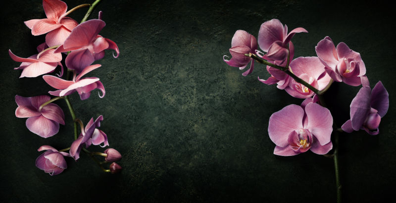 紫粉色兰花图片 深暗背景前的紫粉色兰花素材 高清图片 摄影照片 寻图免费打包下载