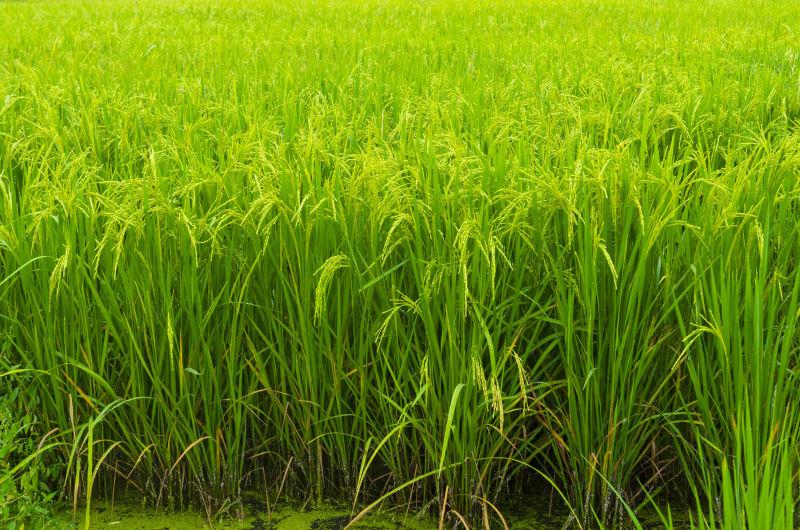 美丽的绿色稻田