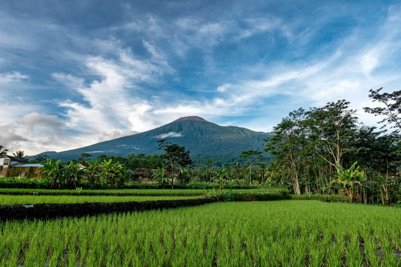 印度尼西亚美丽的梯田