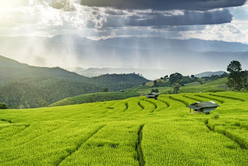 泰国清迈巴邦槟稻田