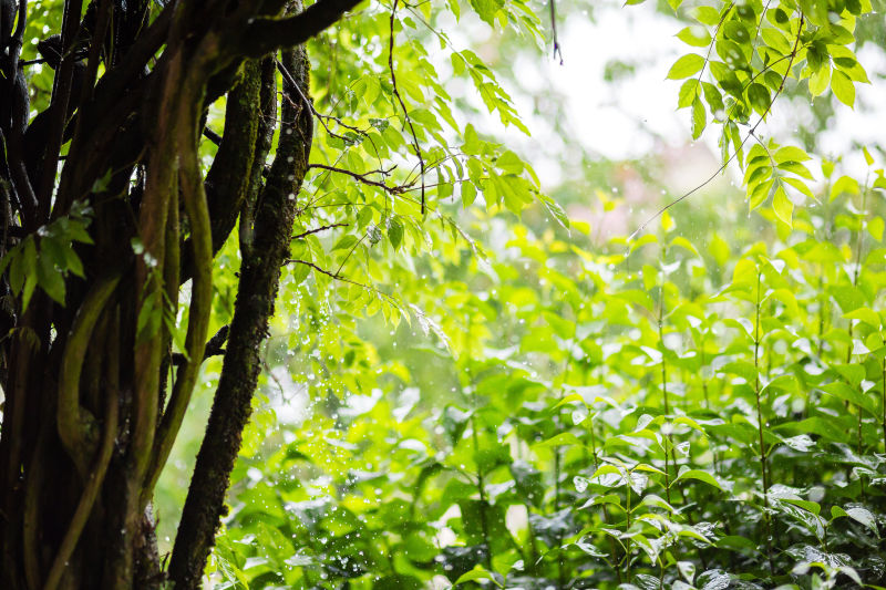 热带雨林中的树叶