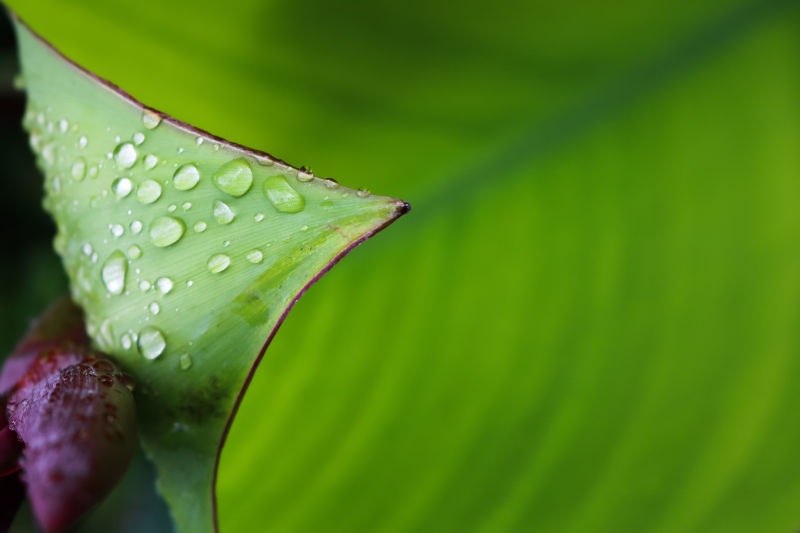 绿叶上的雨滴
