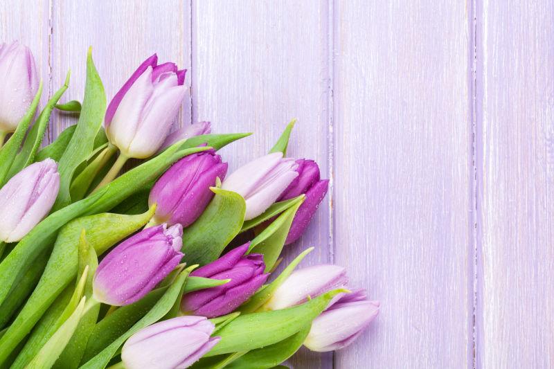 美丽的紫色郁金香