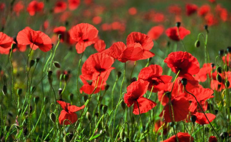 草地上开满了罂粟花