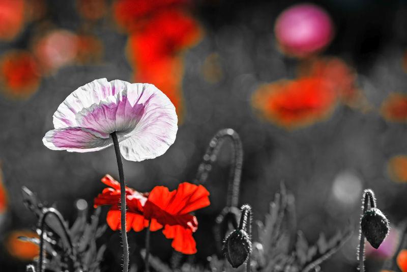 美丽的罂粟花丛