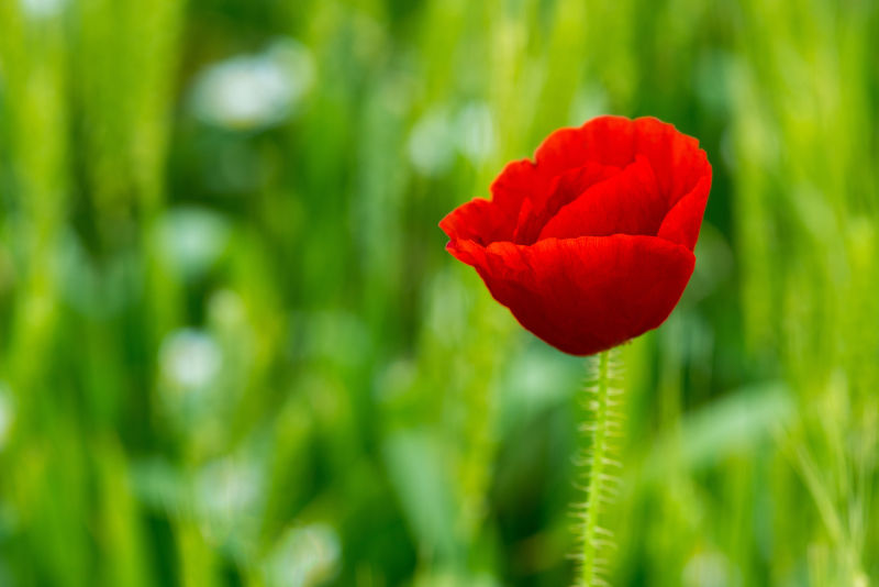 一朵美丽的罂粟花