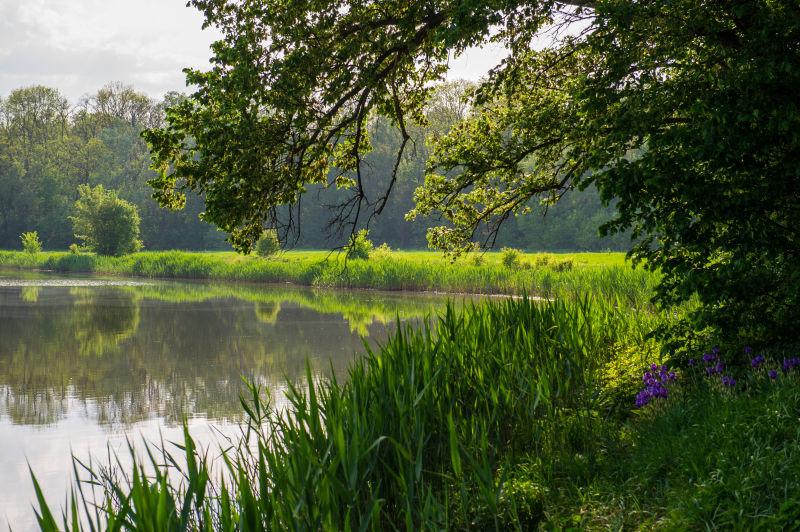 春天阳光明媚的公园里的湖
