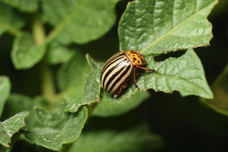 正在吃绿色的叶子的甲虫