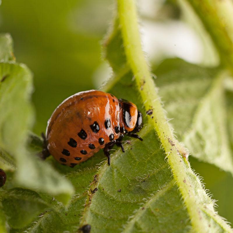 趴在绿色的树叶上的带着黑色斑点的甲虫