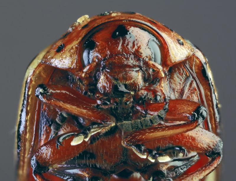 灰色背景下甲虫特写