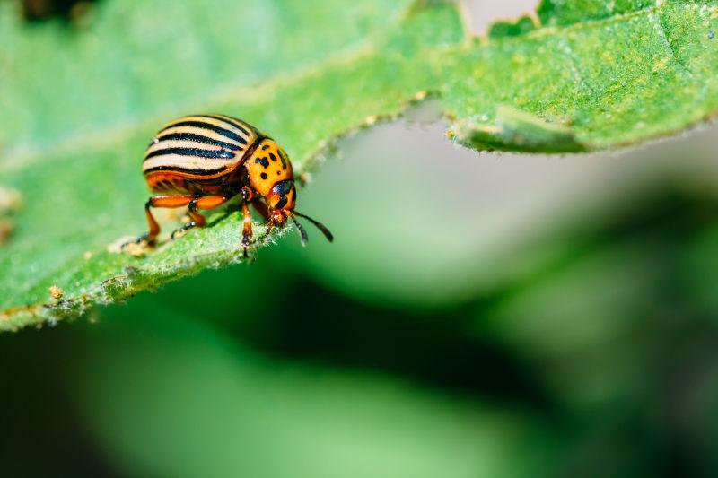 叶子上的甲虫图片-正在吃叶子的甲虫素材-高清图片-摄影照片-寻图免费 