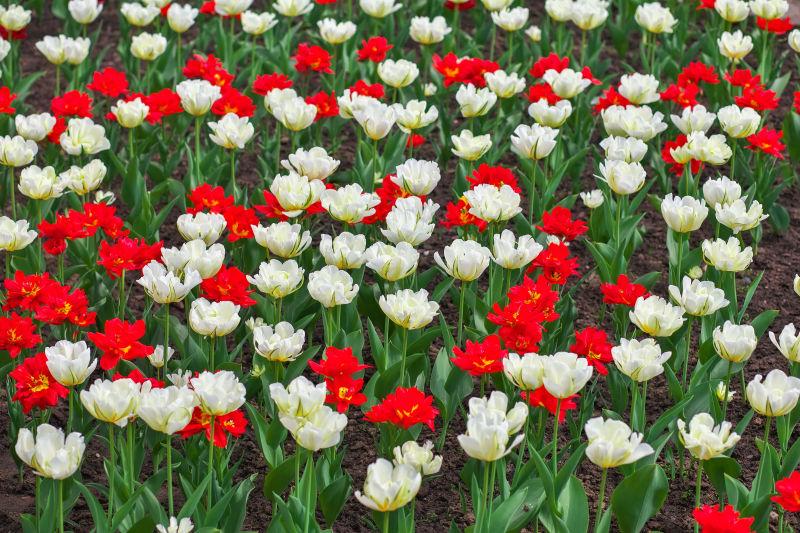 紅色鬱金香花園