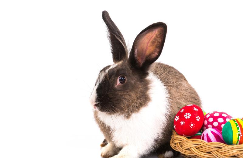 白色背景下可爱的小兔子和复活节彩蛋