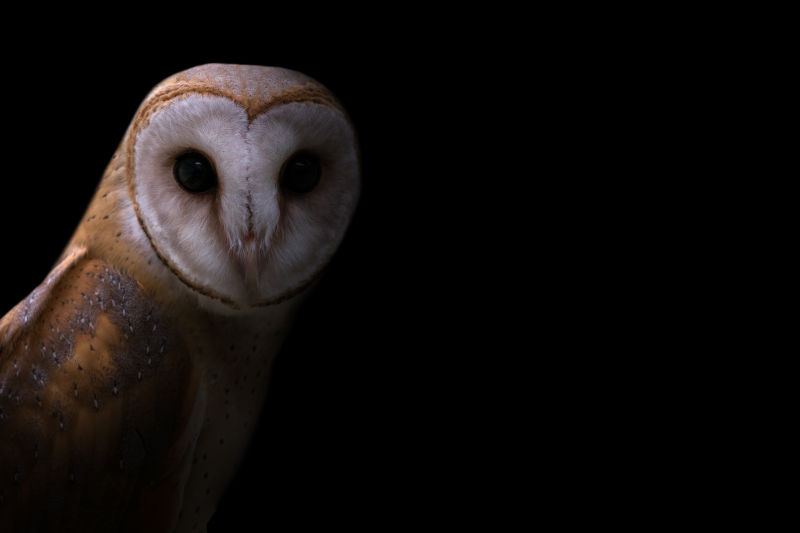 呆萌的谷仓猫头鹰