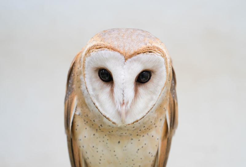 普通谷仓猫头鹰