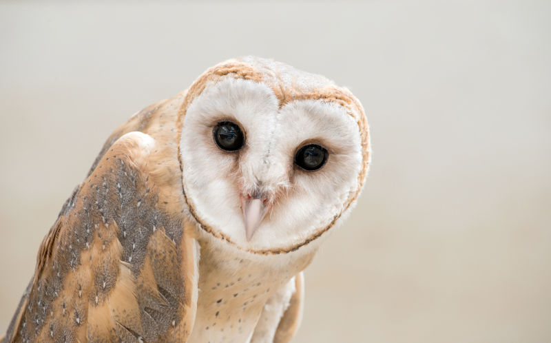 常见普通的谷仓猫头鹰