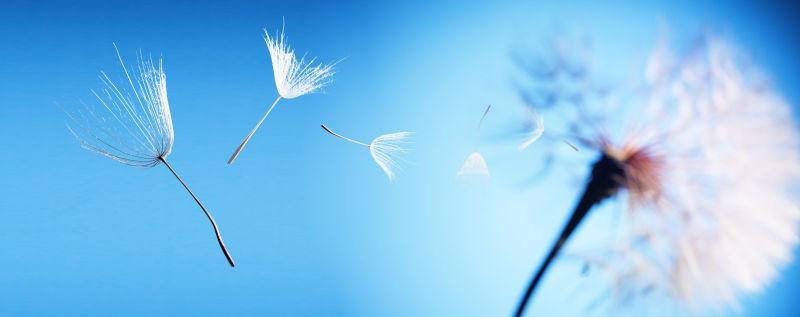 蓝色天空背景下蒲公英种子的飞行