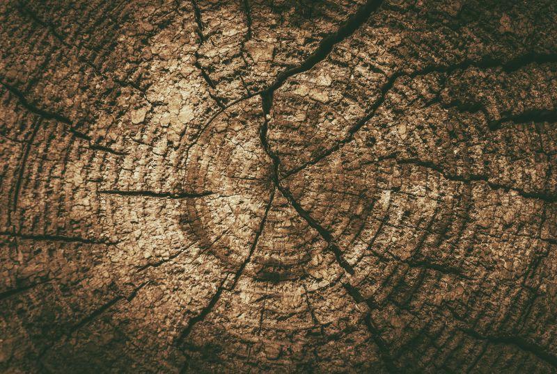 树桩上发裂的年轮