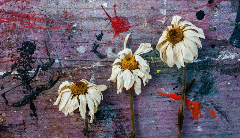 油漆背景前枯萎凋谢的花