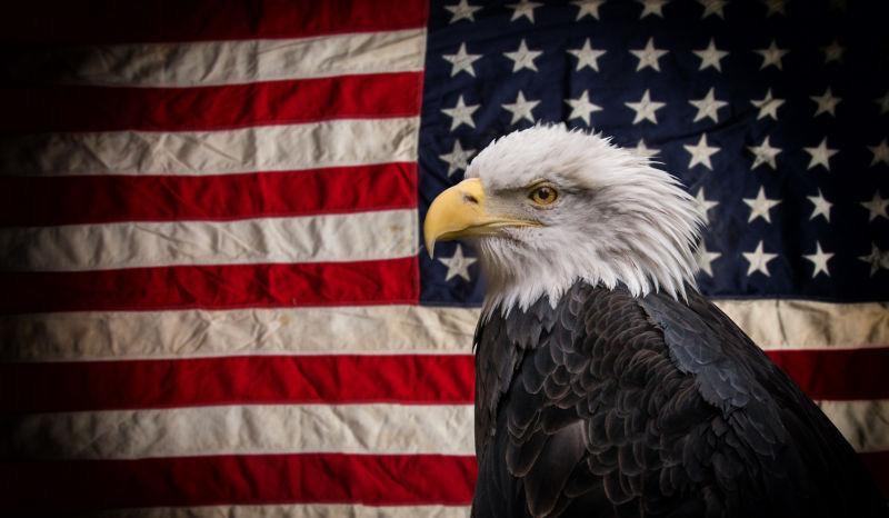 美国国旗前的白头鹰