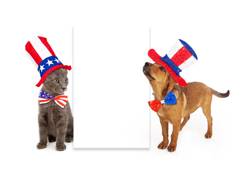 猫狗和白色广告牌