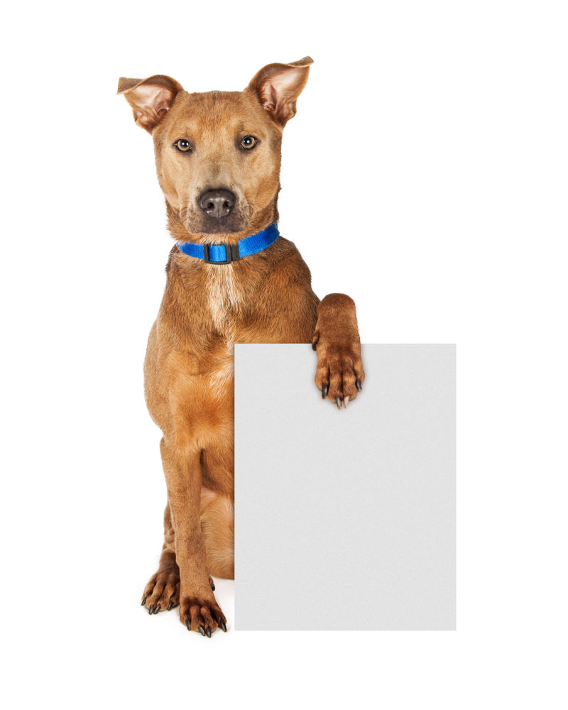 狗和白板图片 白色背景下的狗和白板素材 高清图片 摄影照片 寻图免费打包下载