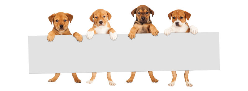 四只狗和白板