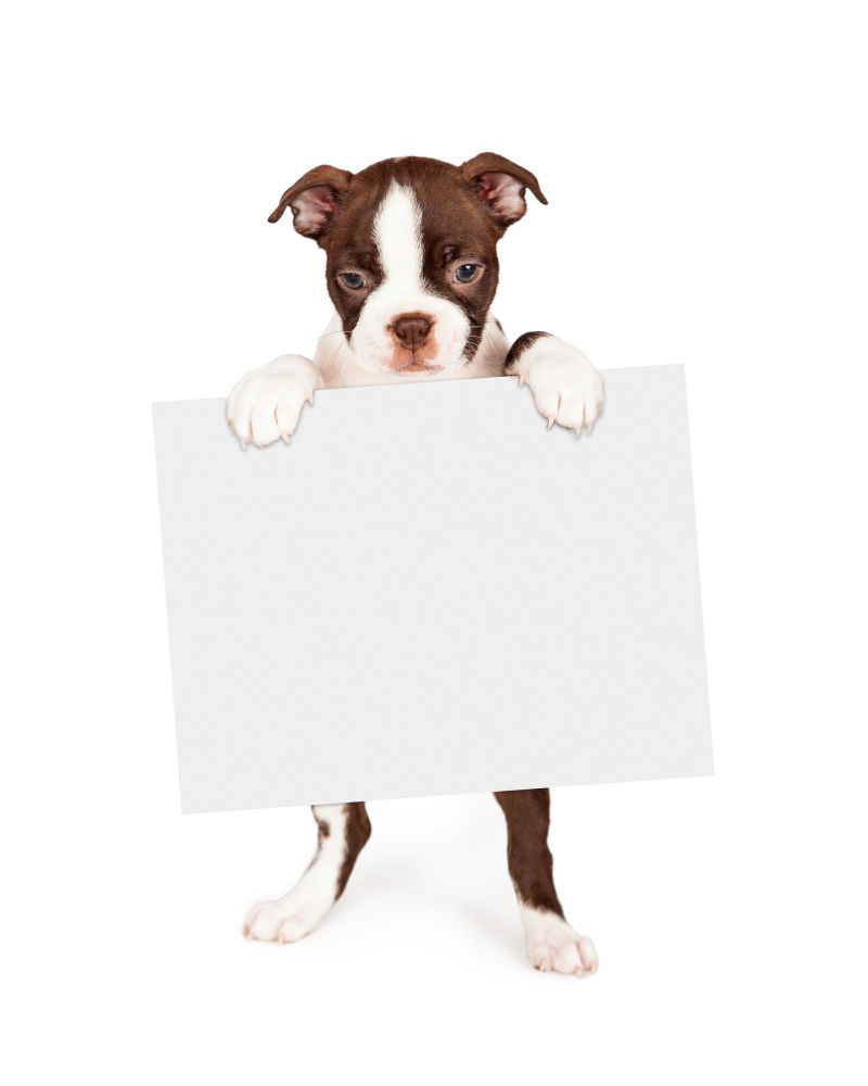 狗拿着白板图片 白色背景下的狗拿着白板素材 高清图片 摄影照片 寻图免费打包下载