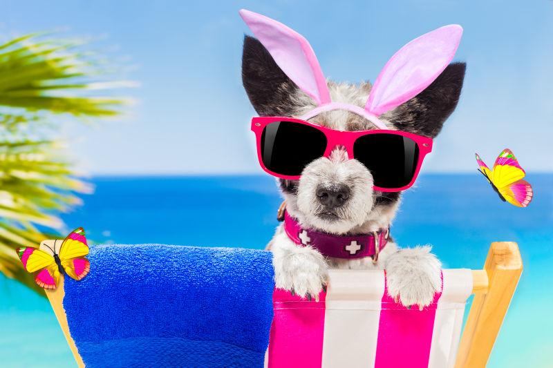 海边吊床上度假装扮的狗狗