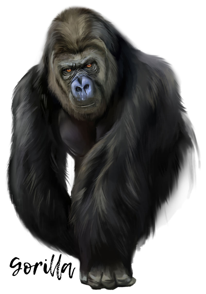 黑色的大猩猩水彩画