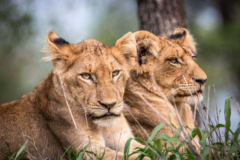 在南非克鲁格国家主演狮子幼崽