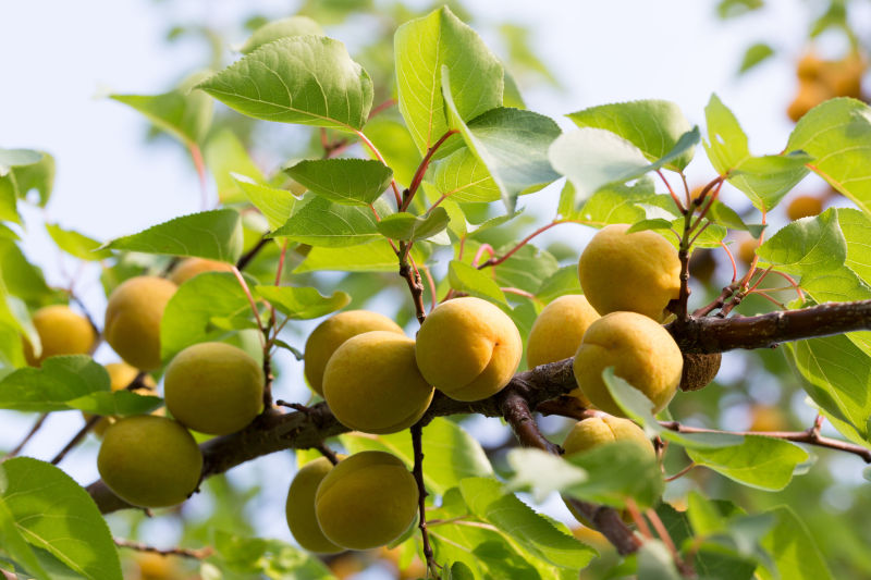 杏树上的杏子