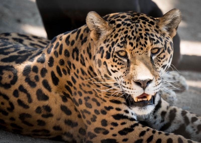 趴在地上的美洲豹