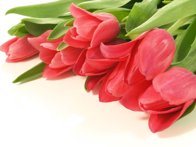 平躺桌子上的郁金香