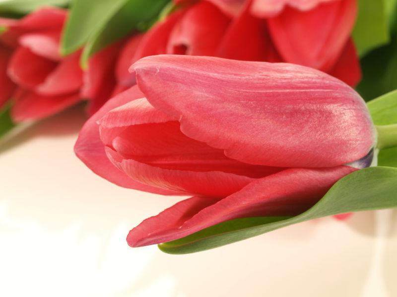 粉红色的郁金香特写镜头