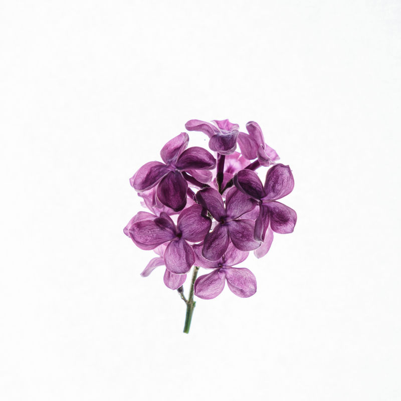 白色背景前的紫色花 