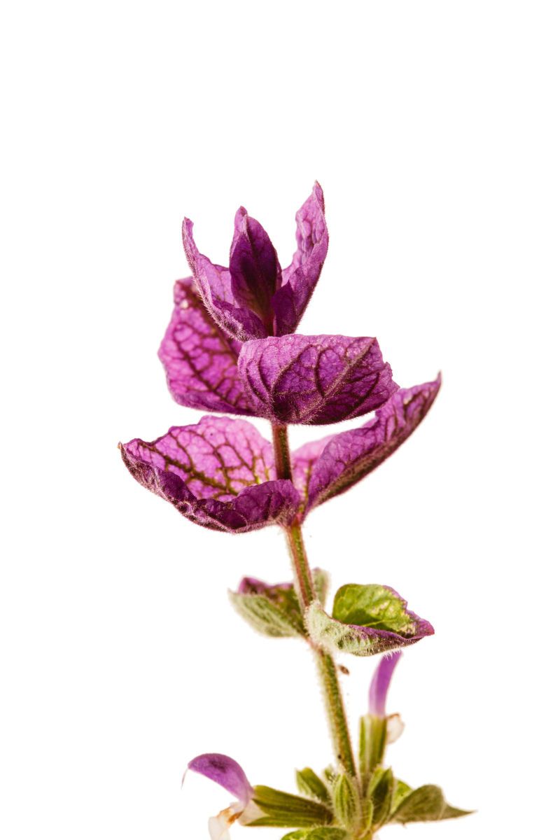 白色背景前一株美丽的花