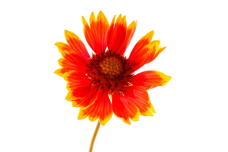 白色背景前美丽的向日葵花