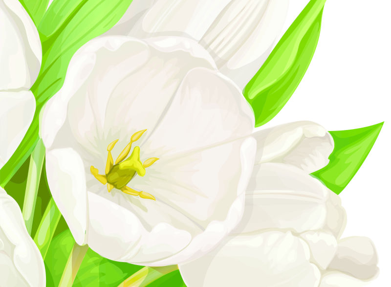 很大的白色的花朵