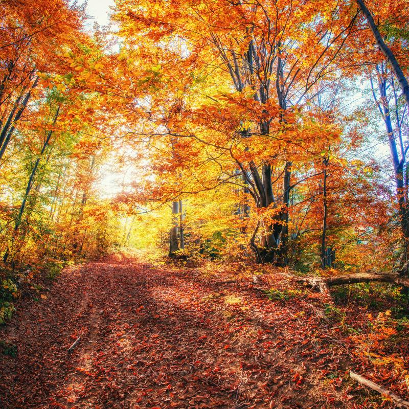 秋天的阳光穿透森林