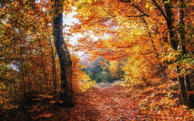 秋天铺满落叶的森林大道