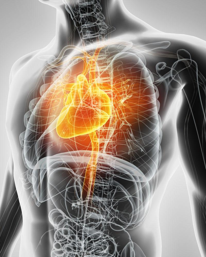 人体心脏部位置图图片