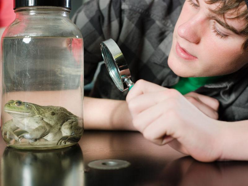 用放大镜看青蛙的男孩