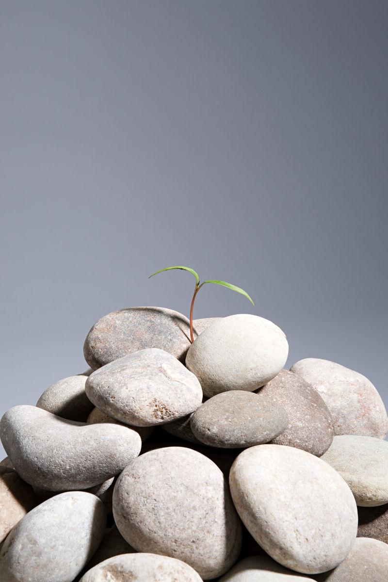 石头堆里的小树苗