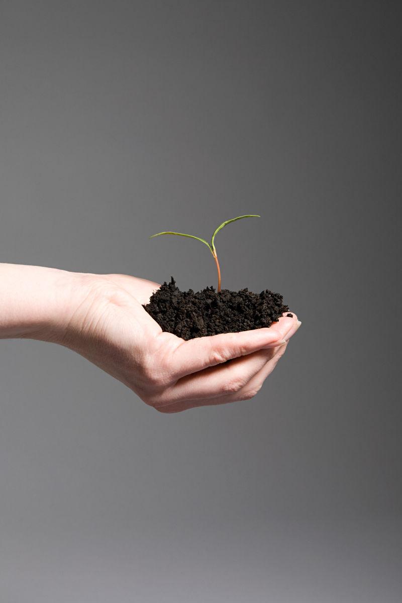 手心里的泥土长着一株小树苗